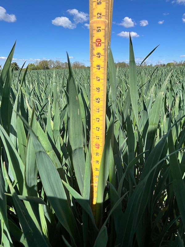 Tommestok der måler højden på hveden